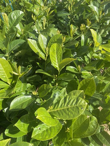Cherry laurel plants - laurel,