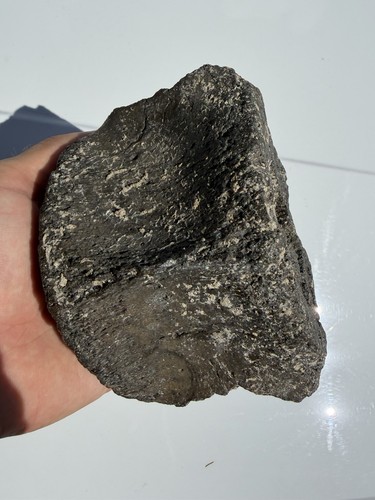 Fossil whale vertebra - whale,