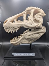Tyrannosaurus Rex Model Skull on Stand