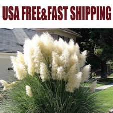 200/100 WHITE PAMPAS GRASS