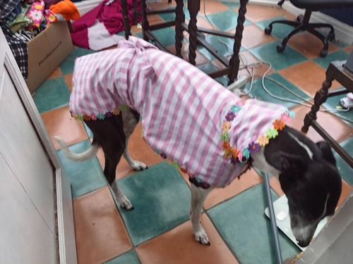 Handmade greyhound summer - greyhound,