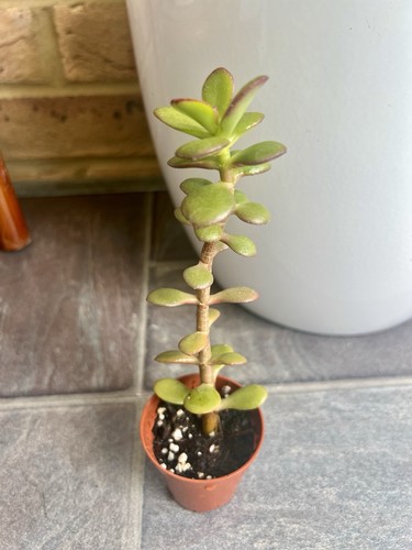 Crassula ovata minima - crassula,