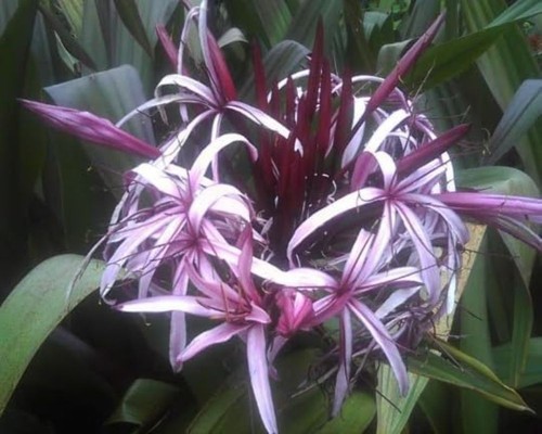 Giant purple lilly spider - purple,