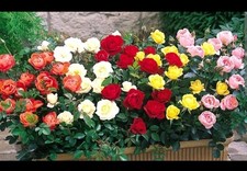 Miniature Roses Mixed Colours