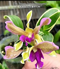 Dendrobium Burana Sundae Orchid Plant