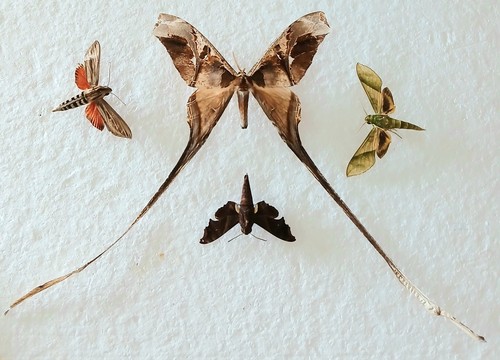 Copiopteryx moth collection - ,