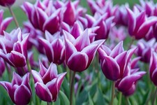 Tulip 'Claudia' 20 x Bulbs -