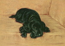 COCKER SPANIEL DOG GREETING