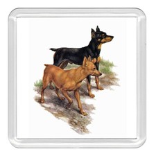 Miniature Pinscher Min Pin Dog