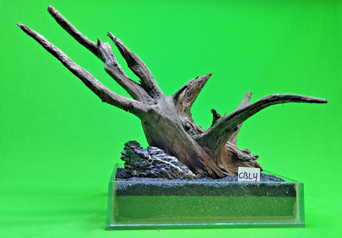 Large corbo root - large,