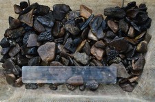 200 grams mixed british fossils, Oligocene, Turtle, emys, Trionyx,  Bouldnor IOW