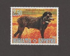 Braque francais int l dog - braque,