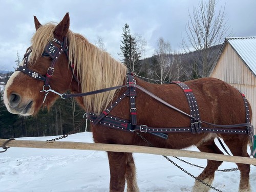 Horse harness set leather - harness,