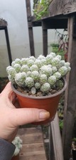 Mammillaria Grecilis Fragilis