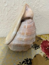 Large Natural Seashell –