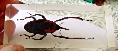Large 11cm taxidermy bugs - large,