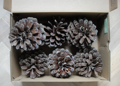 Large pine cones crafting - pine,