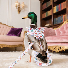 Adjustable Chicken Diapers
