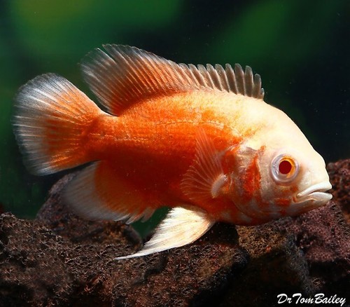 Albino red oscar inch - red, 2-2.5