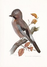 1960 EURASIAN JAY Bird Print -