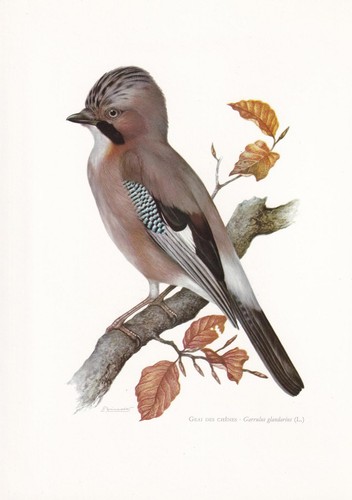 1960 eurasian jay - eurasian, bird