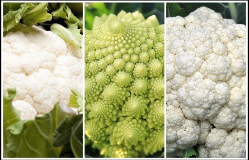 Cauliflower plant plug mixed - cauliflower,
