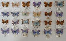 Nice box of European blues all with data