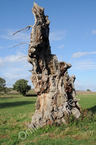 Photo 6x4 dead tree - dead, trunk