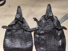Siamese Alligator Crocodile