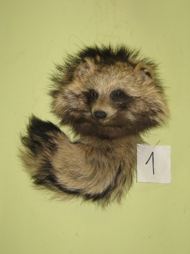 Raccoon dog head - raccoon,
