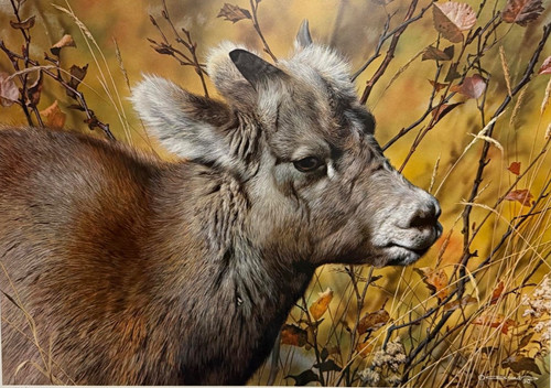 Carl brenders mountain baby - carl,