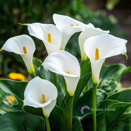 Bulb zantedeschia hybrida - 1,