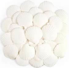 20 PCS Scallop Sea Shells