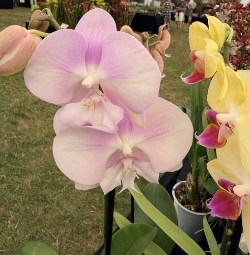 Phalaenopsis hybrid orchid in - phalaenopsis, orchid,
