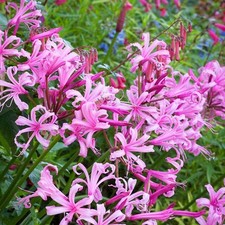 10 x Nerine bowdenii bulbs
