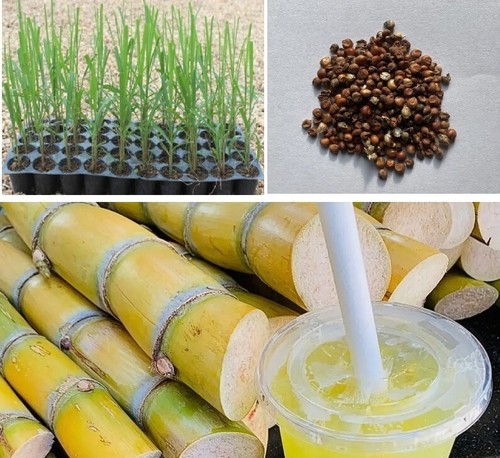 American giant sugar cane - giant, |