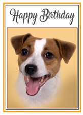 JACK RUSSELL TERRIER DOG