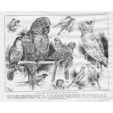 The Canary & Cage Bird Show at the Crystal Palace - Antique Print 1893