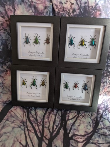 Frog legged beetle - frog-legged,