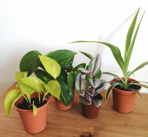 Houseplants neon pothos - houseplants,,