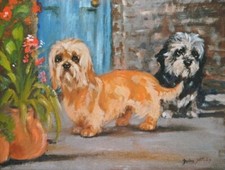 DANDIE DINMONT TERRIER DDT DOG