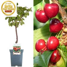 Patio fruit tree collection - tree, |