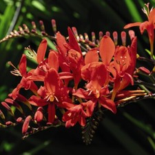 Crocosmia 'Lucifer' Late