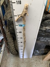 HAZEL SHANK WALKING STICK KNOB  Twist Twistie Seasoned Lot A19