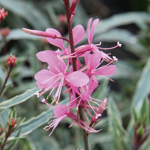 Gaura variegata rose - variegata,
