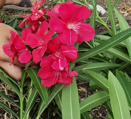 Oleander 3 - (nerium, oleander)