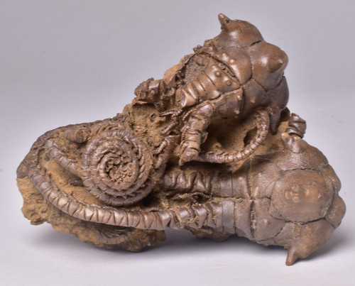 Crinoid fossil jimbacrinus - crinoid,