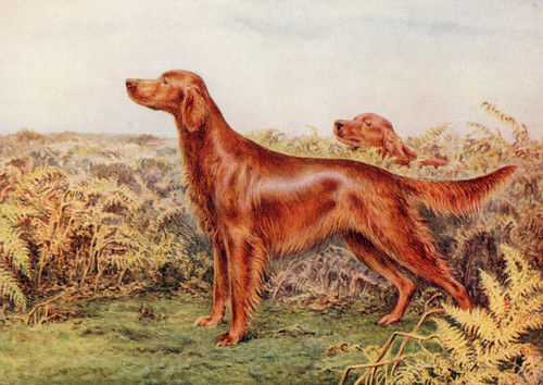 Irish setter dog greeting - irish,