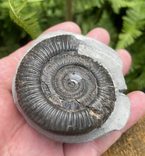 Dactylioceras ammonite fossil - dactylioceras,
