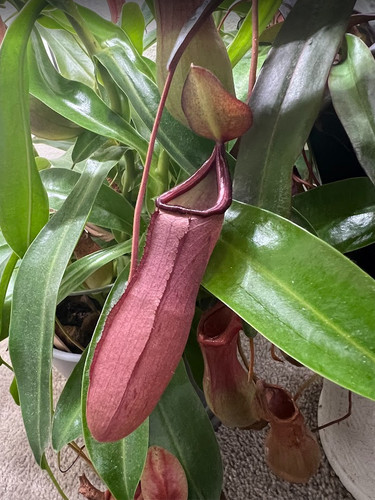 Rooted cuttings nepenthes - nepenthes, x